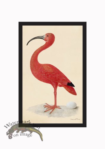 Rudbeck CFA_BF 401 Scarlet Ibis