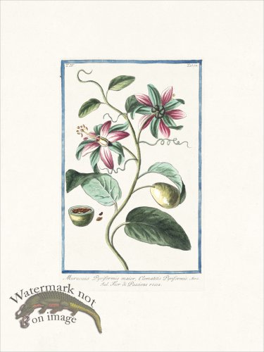 (image for) Bonelli 372 Passion flower