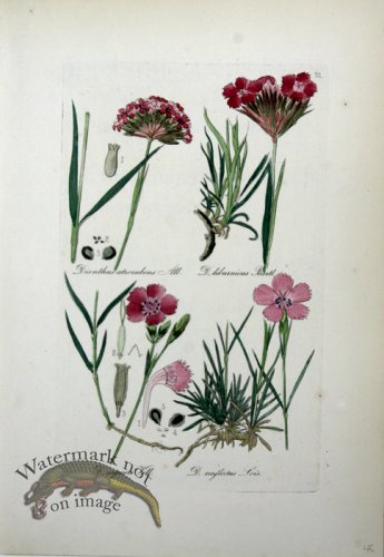 (image for) Deutschlands Flora 27