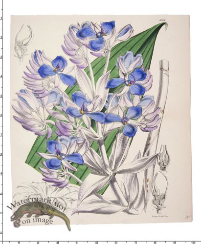 (image for) Curtis Botanical 069