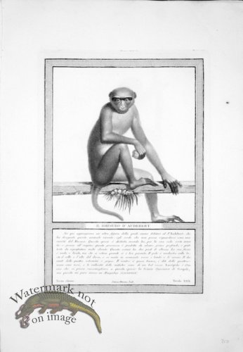 (image for) The_Monkeys_14