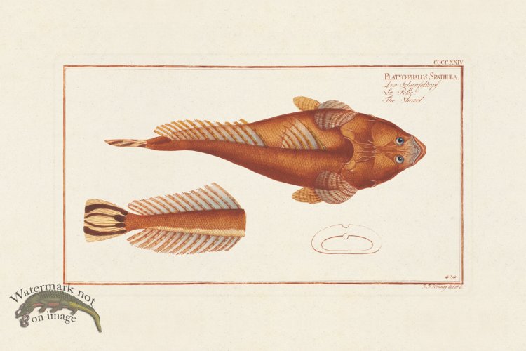 (image for) BLOCH FISH 426