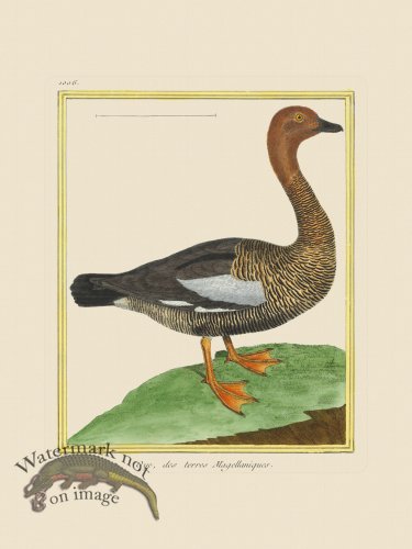 (image for) Martinet Bird 1006
