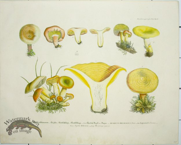 (image for) Mushroom Atlas 42