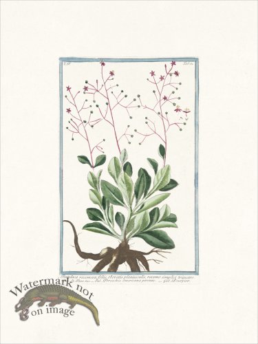 (image for) Bonelli 361 fameflower