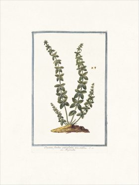 Bonelli 082 Pettimbrosa