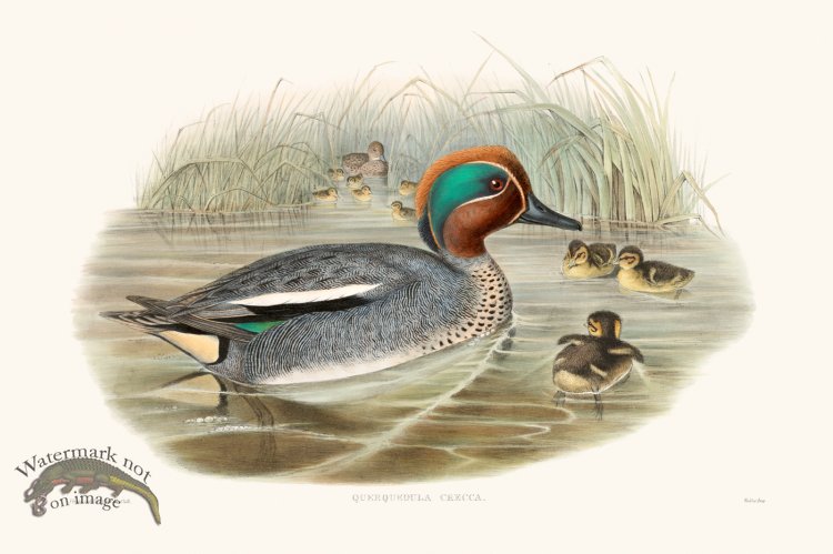 (image for) Gould Waterfowl 07