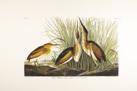 Least Bittern