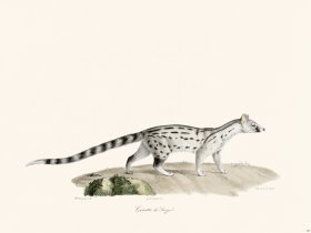 Cuvier 189 Genet of Senegal