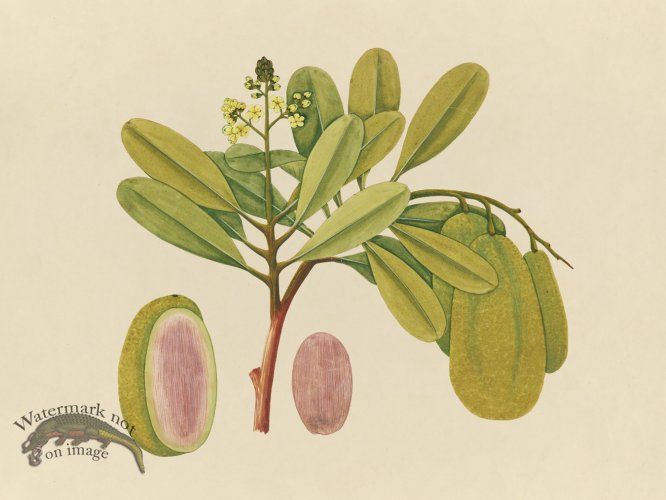 Far East Fruit and Flowers 01