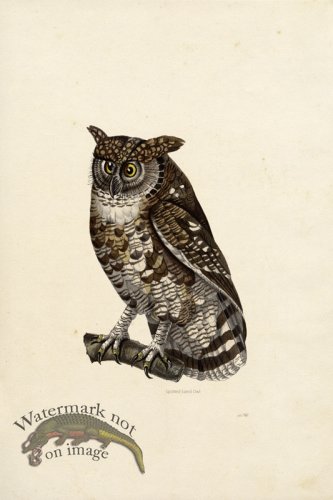 (image for) KO 24 Spotted Eared Owl
