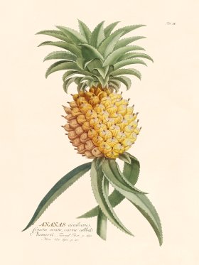 (image for) Trew Botanical 02
