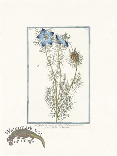 (image for) Bonelli 394 Germander