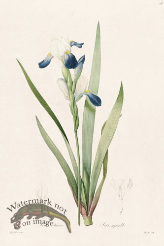 (image for) Les Liliacees Redoute 336