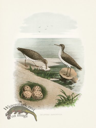 (image for) Thomas Gentry Bird 41