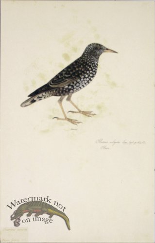 (image for) 105 Swedish Birds . Sturnus Vulgaris, Female, Starling