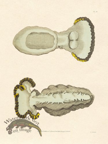 (image for) Shaw Nodder SL 26