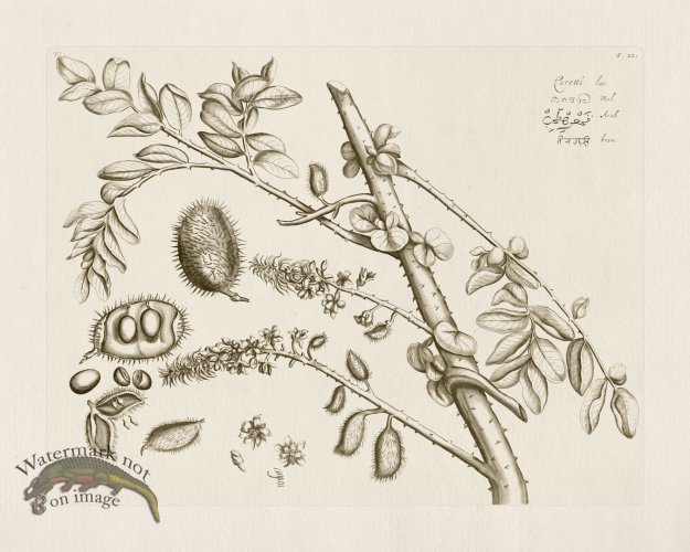 (image for) HORTUS VOL 02 22