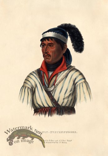 (image for) Apauly-Tustennuggee