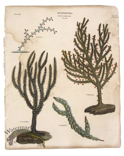 (image for) Gorgonia