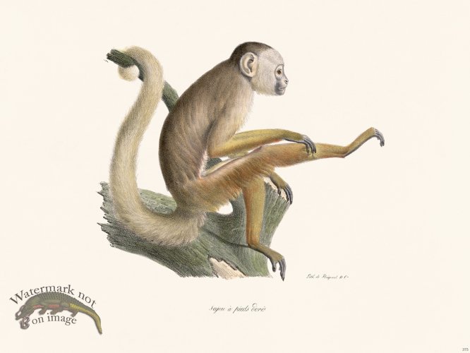 Cuvier 375 Sajou Feet Jores