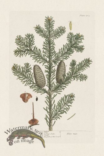 (image for) BEE 203 The male Fir