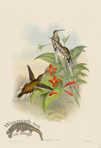 (image for) Gould Hummingbird 029