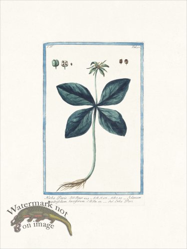 (image for) Bonelli 352 One Berry