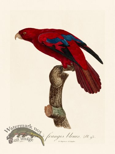 (image for) Barraband Parrot 093