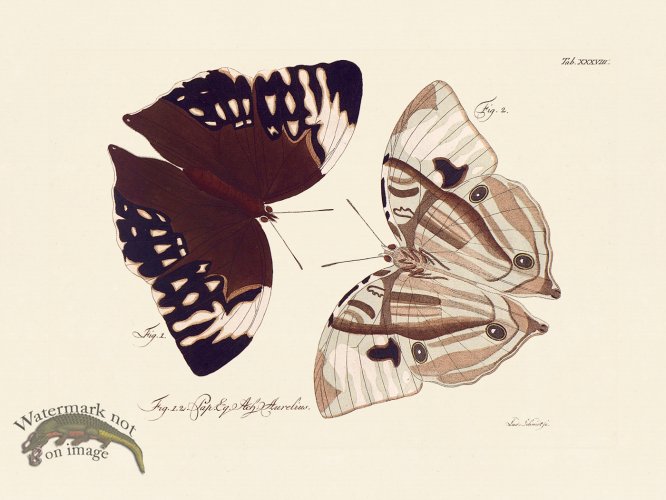 (image for) Jablonsky Butterfly 038