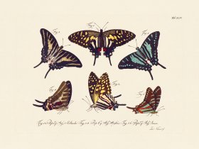 Jablonsky Butterfly 044