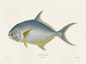 (image for) Werner Fish 024
