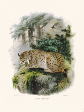 Elliot Cat 36 Cat Deer