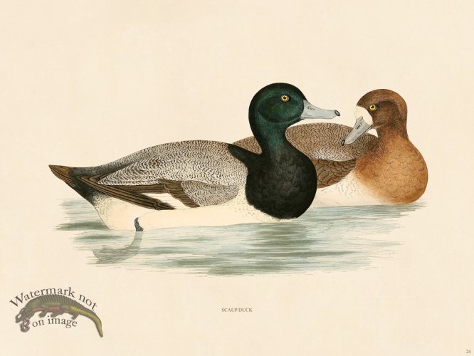 (image for) 26 BGB SCAUP Duck