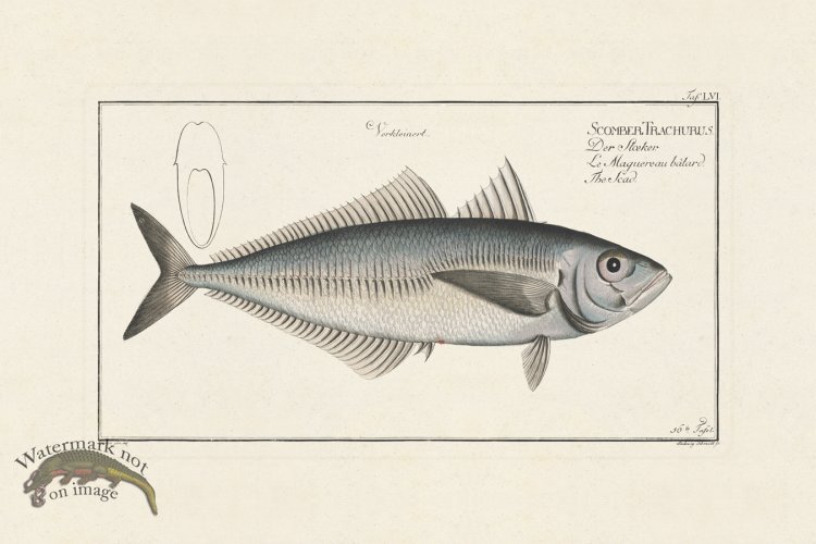 (image for) BLOCH FISH 056