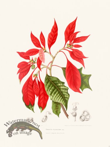 (image for) Horticulture of Java 16