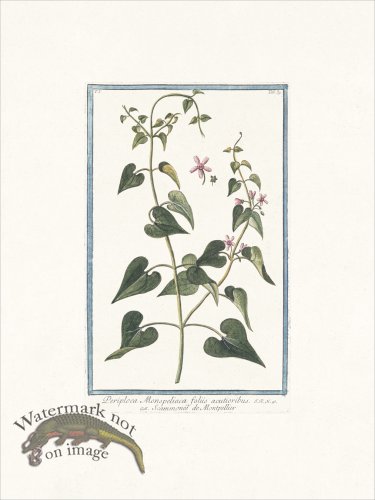 (image for) Bonelli 039 Periploca