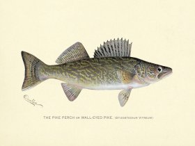 Perch - Pike or Wall-Eyed Pike