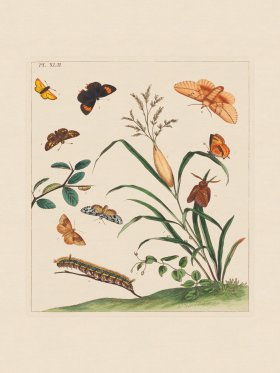 Moses Harris Insects 42