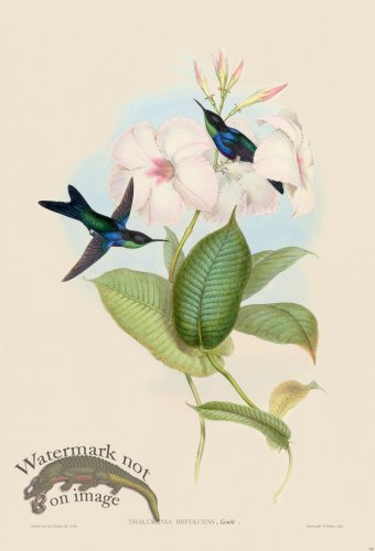 (image for) Gould Hummingbird 102