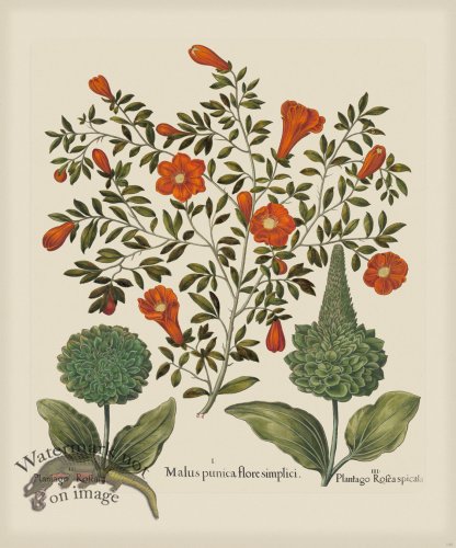 (image for) Besler 142 Colored B2