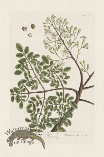 (image for) BEE 386 The Ben Nut