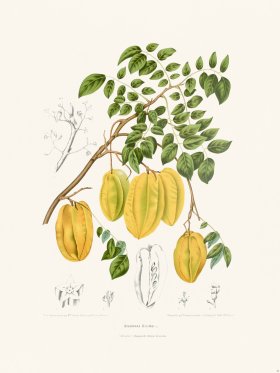 Horticulture of Java 35