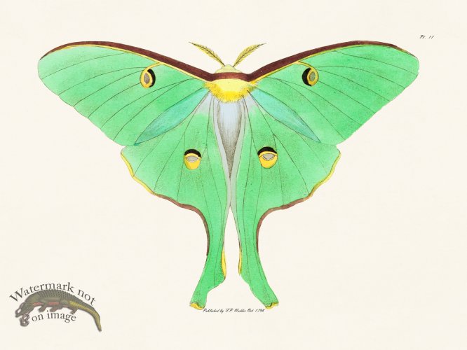 (image for) Nodder BF 17