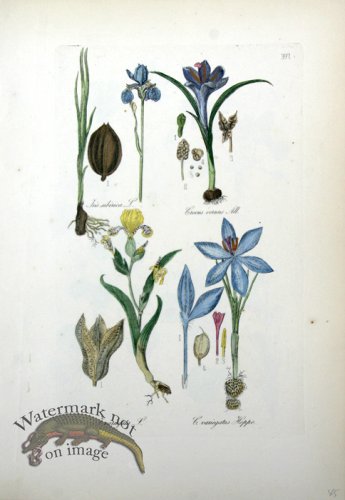 (image for) Deutschlands Flora 18