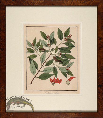 (image for) Hayne\'s Botanical in Burl 11