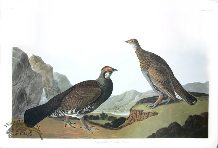 (image for) Long-Tailed or Dusky Grous