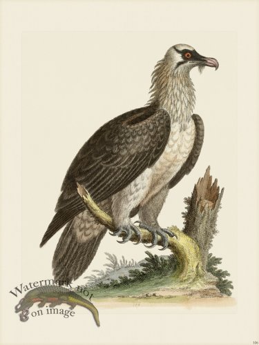 (image for) Edwards 106 Bearded Vultures