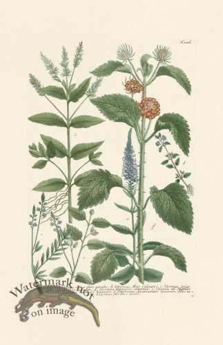 (image for) Weinmann PL 1006