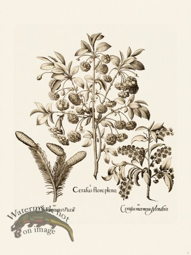 (image for) Besler 004 B1